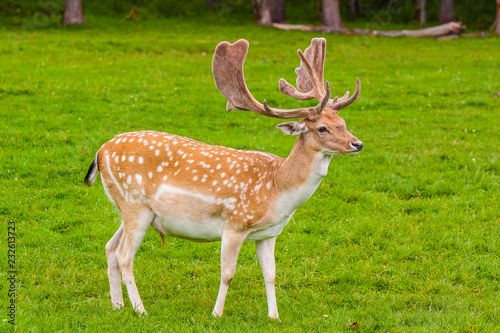 Fototapeta Naklejka Na Ścianę i Meble -  Deer