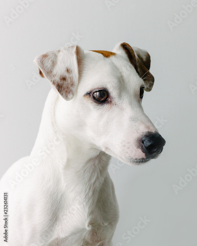 Adorable white dog photo