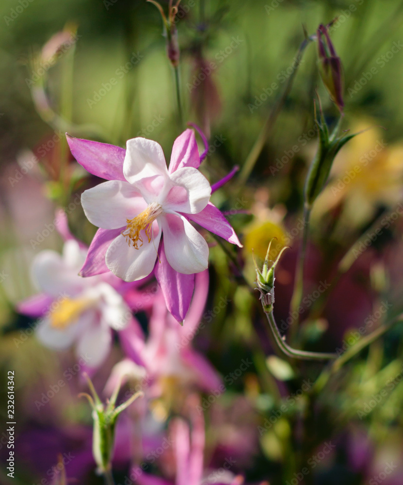 Fototapeta premium flower akvilegiya country