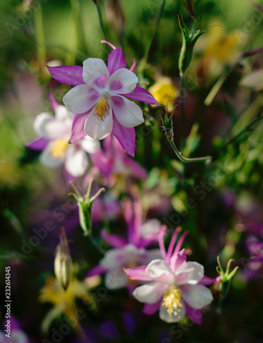 flower akvilegiya country photo