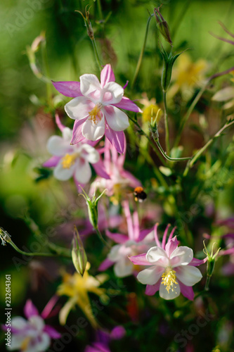 flower akvilegiya country © Dmitry