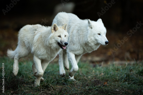 White wolf in the forest