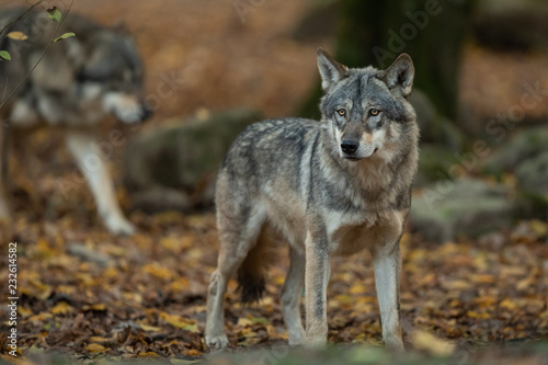 Grey wolf in the forest