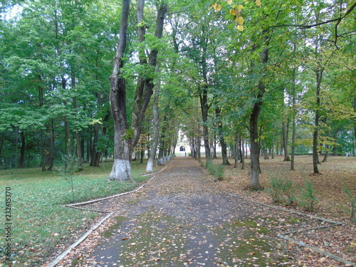 path in the forest