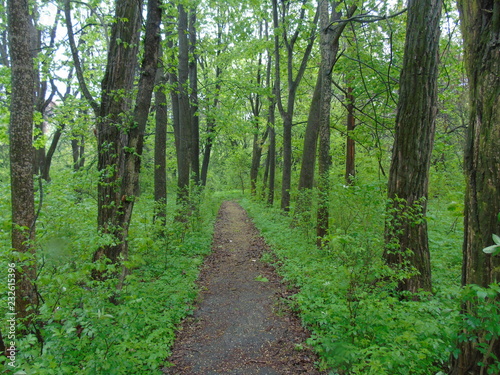 path in the forest