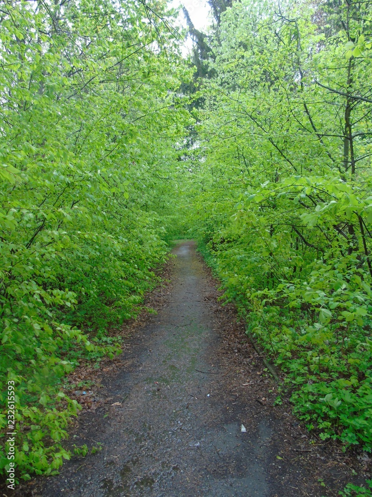 path in the forest path in the forest