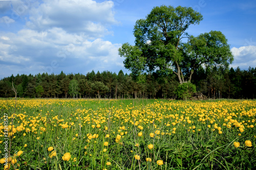 pełniki europejskie (Trollius europaeus) kwitnące na łące