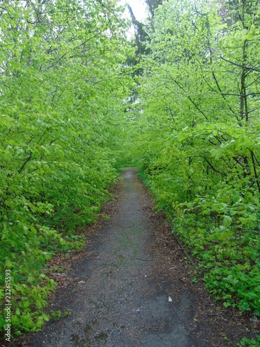 path in the forest