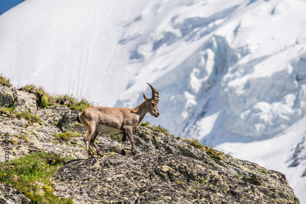Animal Cornes Bouquetin Des Alpes France Chevre De Montagne Stock Photo Adobe Stock