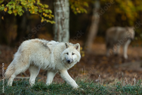 White wolf in the forest