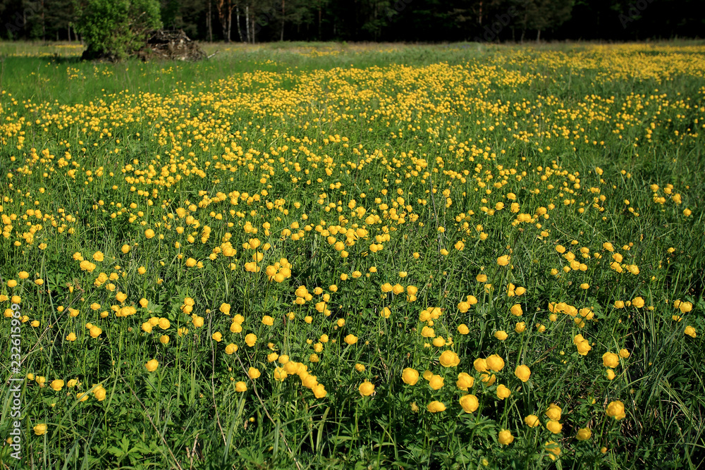 Fototapeta premium pełniki europejskie ( Trollius europaeus ) na wiosennej łące
