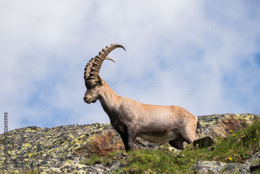 Animal bouquetin des Alpes cornes France chèvre de montagne