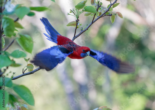 Crimson Rosella - Platycerus Elegans - flying off branch photo