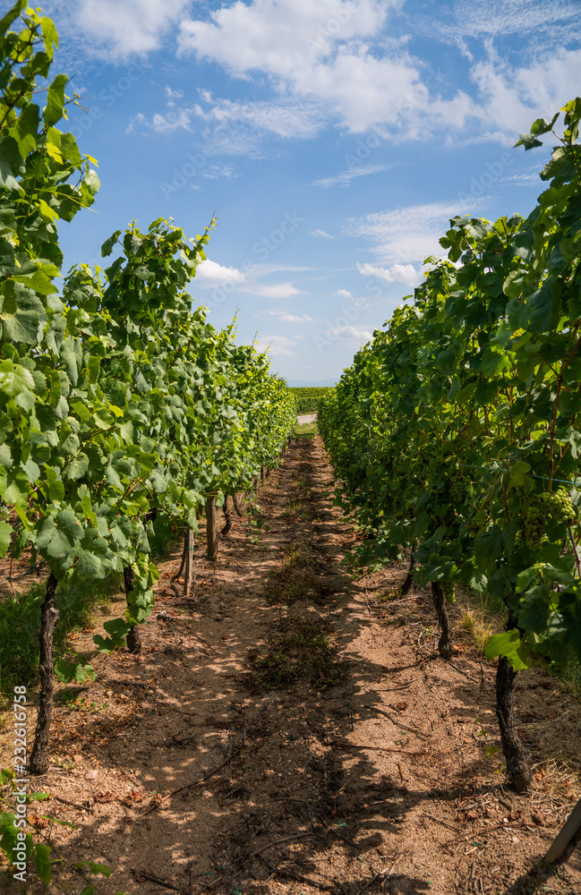 Vignoble route du vin Alsace France