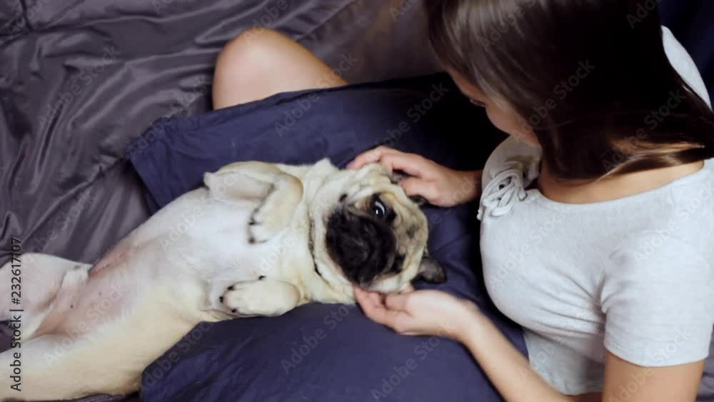 Pug dog resting in bed on a pillow on his back, girl does a head massage to the dog, strokes and scratches Pug dog resting in bed on a pillow on his back, girl does a head massage to the dog, strokes and scratches