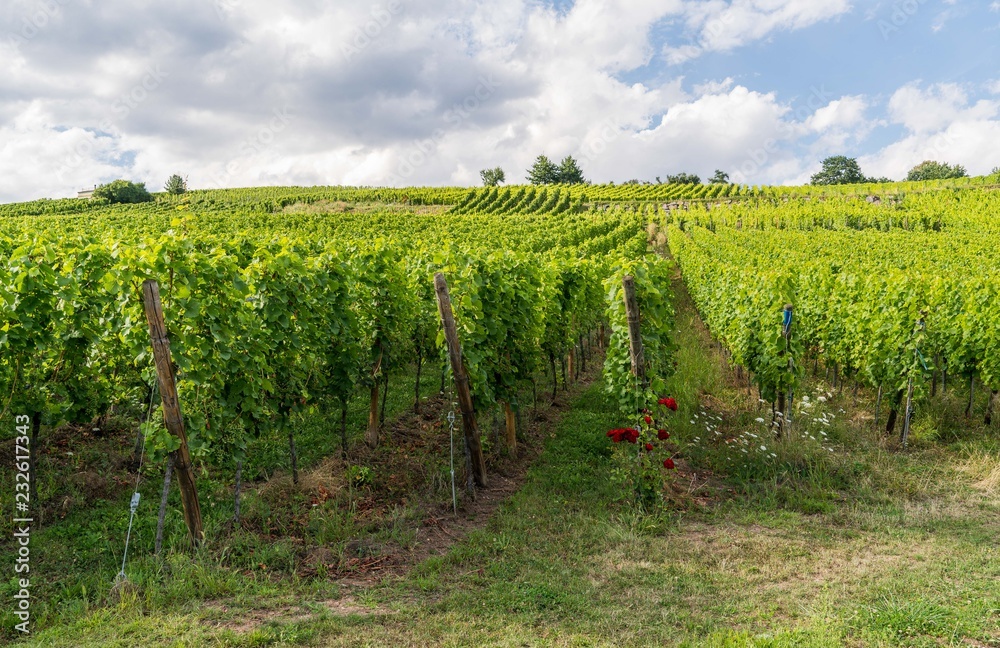 Vignoble route du vin Alsace France 