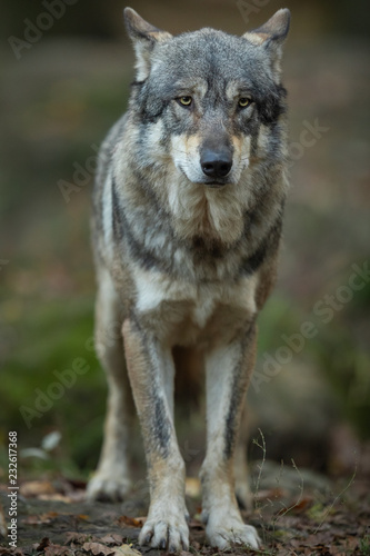 Grey wolf in the forest