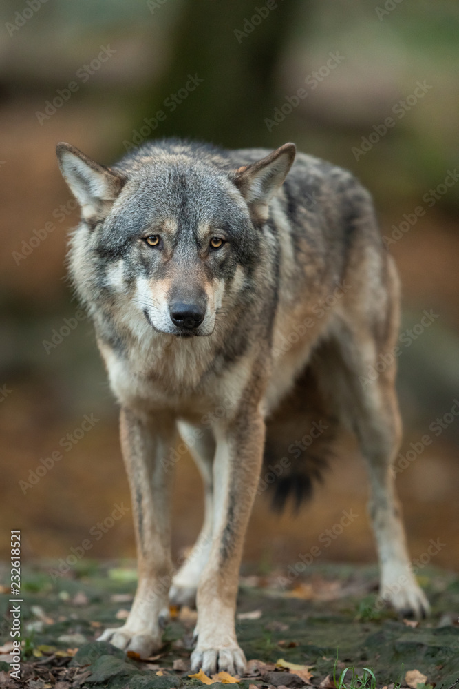 Obraz premium Grey wolf in the forest