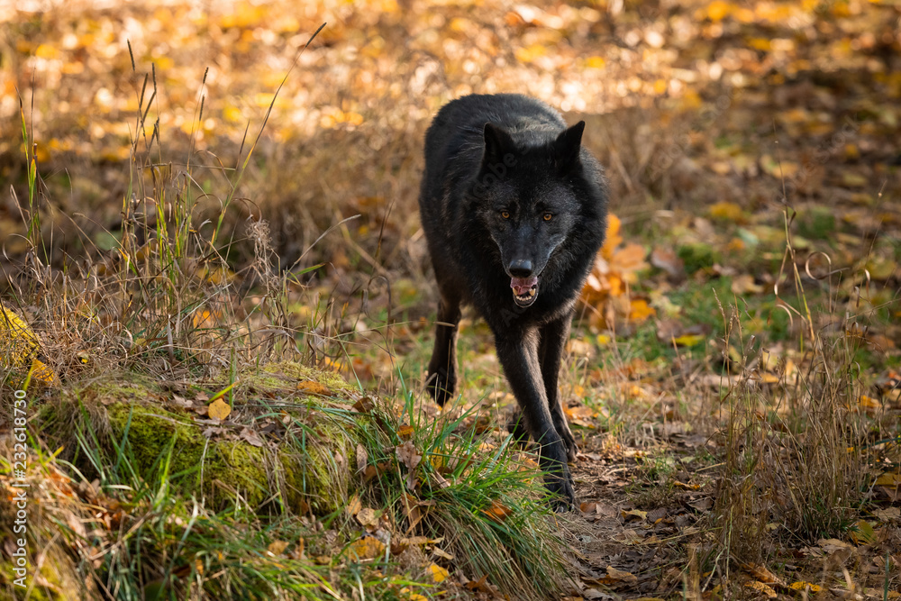 Black Wolf in the forest