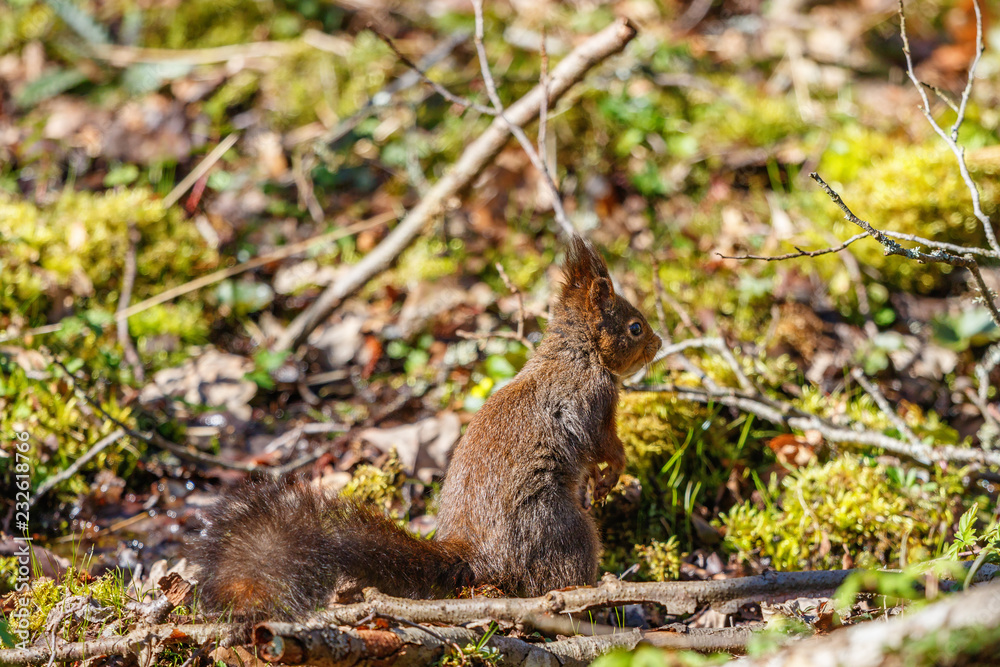 Fototapeta premium Squirrel sitting at the ground
