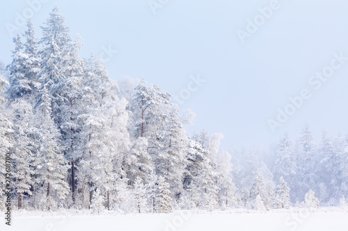 Winter forest with snow and frost in the trees of the taiga