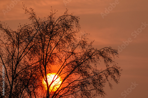 Sunset with the sun behind a tree