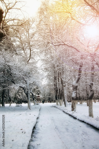 park alley tree way winter