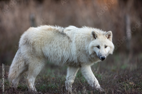 White wolf in the forest