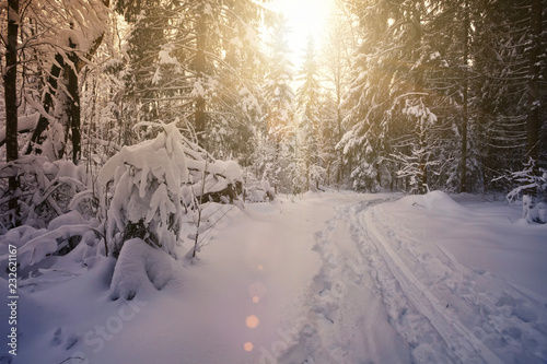 ski path in the winter wood