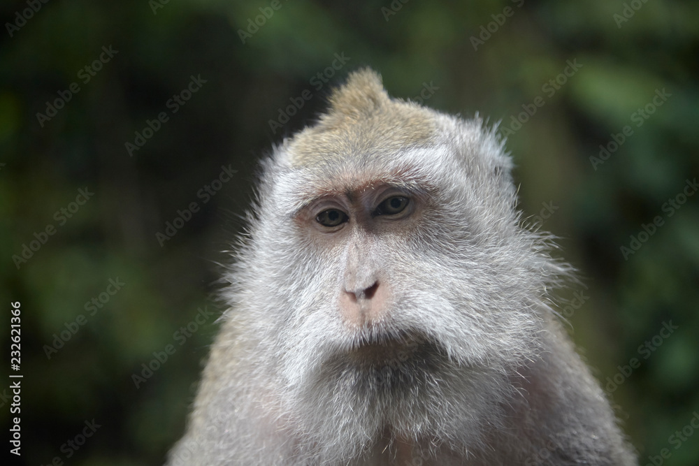 Portrait of a monkey in the forest
