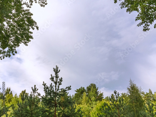 Summer sky with clouds in a frame of green foliage of trees. Natural background with copy space.