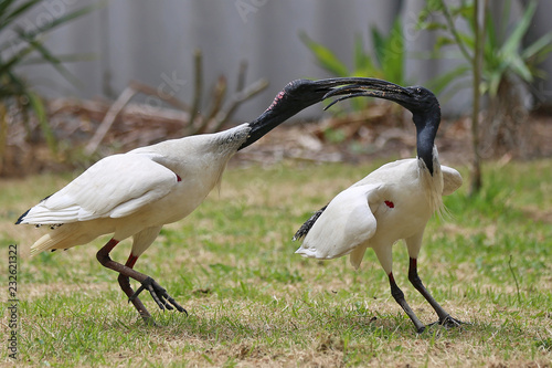 White Ibis