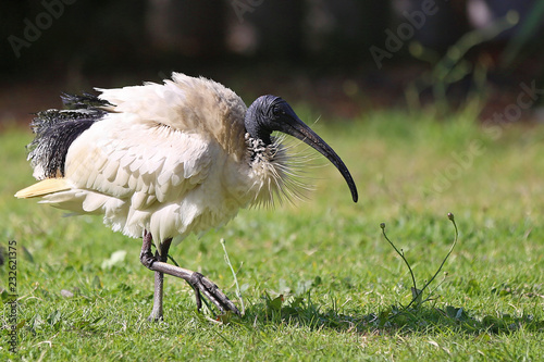 White Ibis