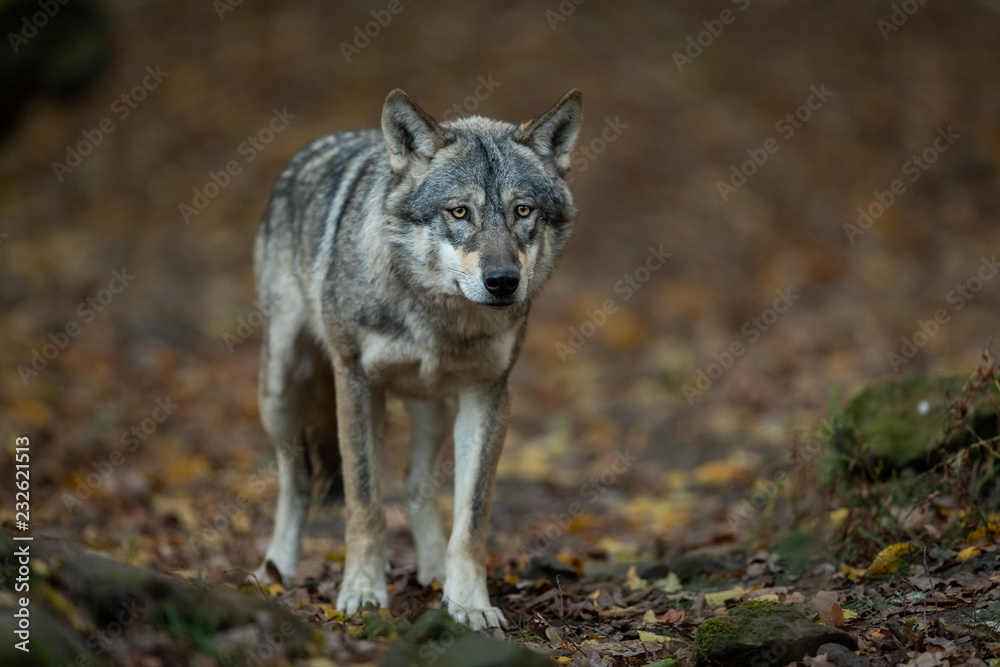 Grey wolf in the forest