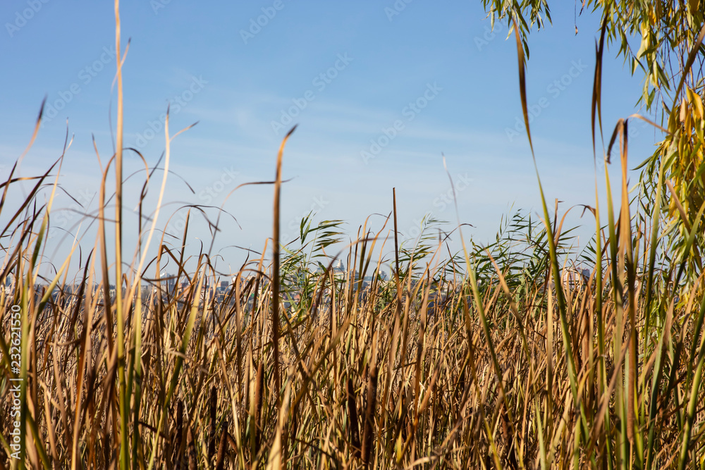 Reeds. Coastal vegetation against a blue sky. Autumn.