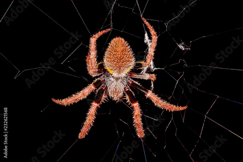 Tropical orb weaver spider