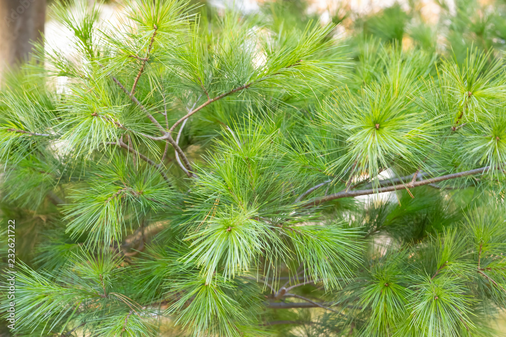 The branches of pine. Autumn. Background. The branches of pine. Autumn. Background.