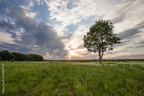 lonely tree in the field against the background of an evening sunset