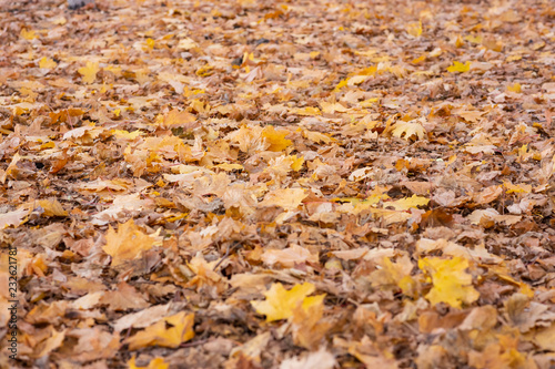 Dry maple leaves lie on the ground. Autumn.
