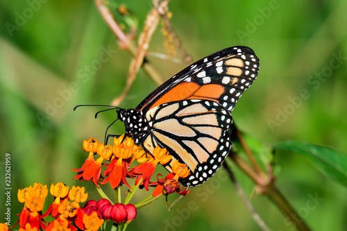 Monarch butterfly © hakoar