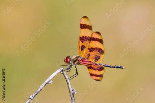 Halloween Pennant photo