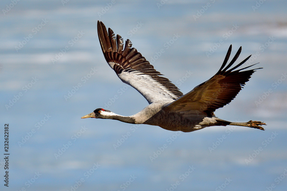 Obraz premium Eurasian crane