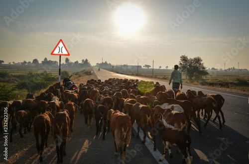 Indian morning village lifestyle, man with shepherd going for rearing on road. photo