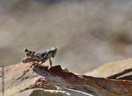 Italy, Tuscany, little grasshopper over a sunny stone © Paolo