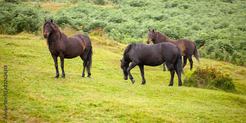 Caballos en libertad. Dartmoor National Park. Caballos en libertad. Dartmoor National Park.