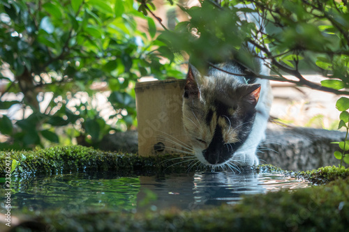 水を飲む猫