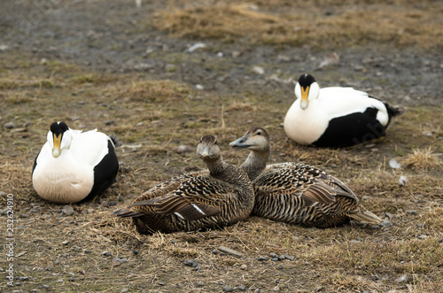 Fényképezés Eider à duvet, mâle et femelle, nid, Somateria mollissima, Common Eider