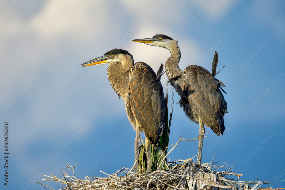 Obraz premium Great Blue Heron