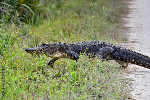 American Alligator