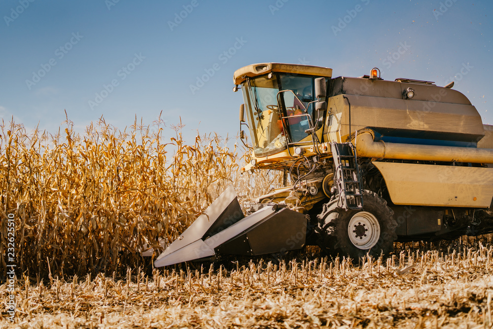 Fototapeta premium Industrial combine harvester working in the fields. Agriculture Farmer working with machinery